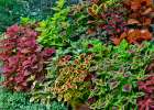USA, Washington State, Sammamish. Coleus in planters in garden Art Print
